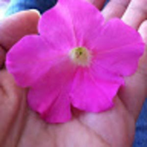 Meet your Posher, Sachiko